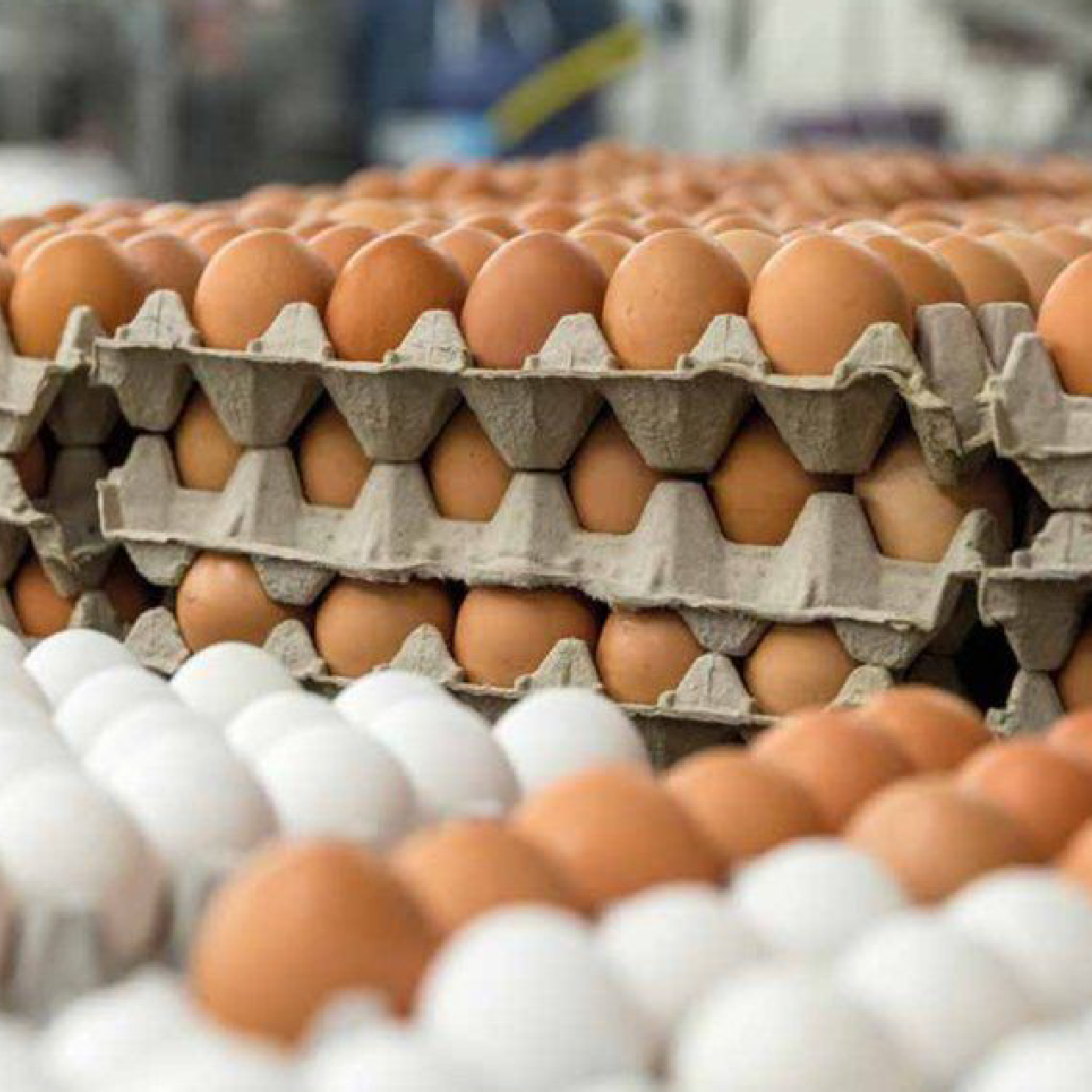 Fresh Farm Eggs (Tray of 30)